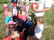 Sorbon - pes fotbalista